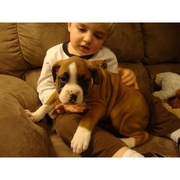 Beautiful Boxer Puppies for free adoption