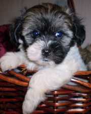 Havanese private breeder NYC real