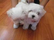 adorable AKC Toy Maltese Puppies for adoption 