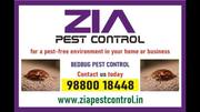 Bed Bug Treatment 100 % Kills Bed Bugs | Pest Control | 5030