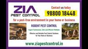 Get rid of Rodent | Rodent Treatment for Appartments | Paying Guest