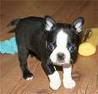 Adorable terrier puppies for sale