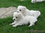 maltese puppies for adoption