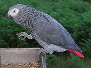 African Grey Parrots And Eggs
