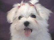 Extremely cute maltese puppies available for adoption